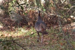 Wild Turkey SW Ocala
