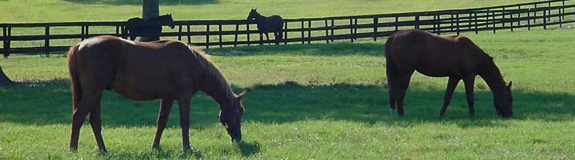 Ocala Florida horses grazing in field