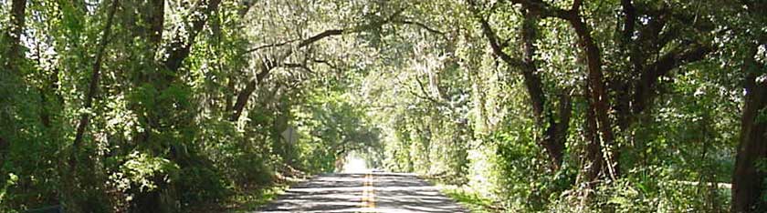 Ocala Florida live oak trees hanging over a back road