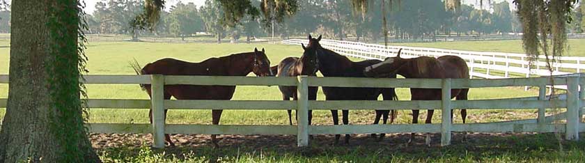 Ocala Florida horses at fence