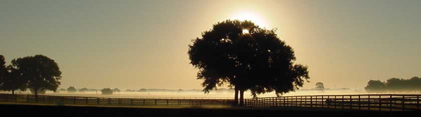 Ocala Florida sunrise behind a tree