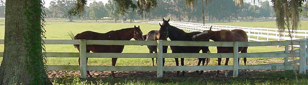 Horses at fence in Ocala, Florida