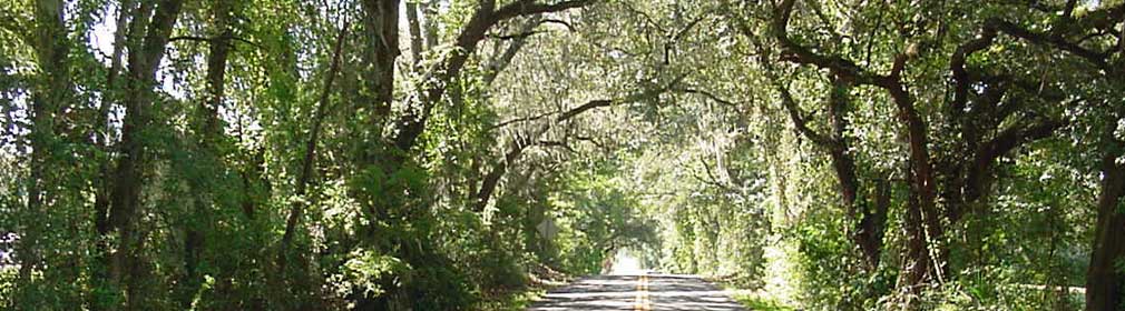 Live Oaks hanging over back road