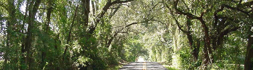 Live Oaks hanging over back road