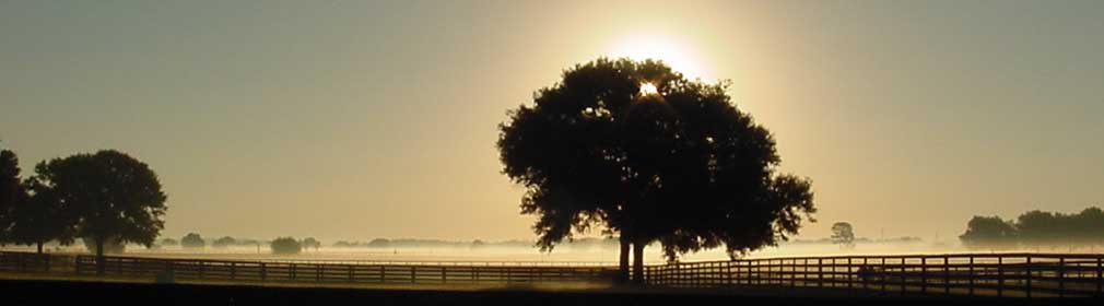 Ocala Florida sunrise behind tree